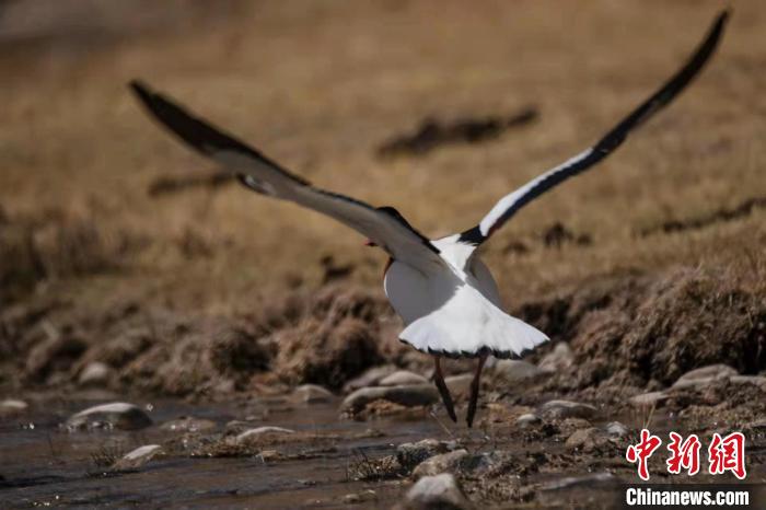 圖為騰飛的翹鼻麻鴨?！」Π栽?攝