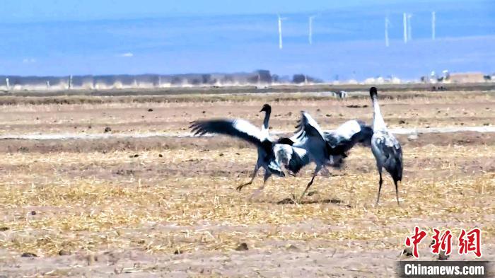 圖為黑頸鶴追逐嬉戲?！￡惷髡?攝