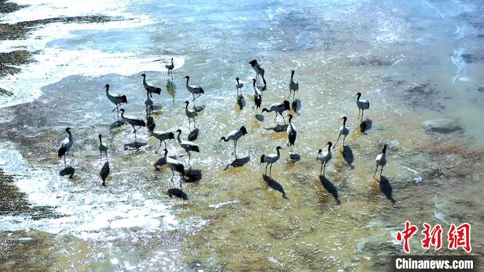 圖為黑頸鶴群駐足休憩。　陳明章 攝