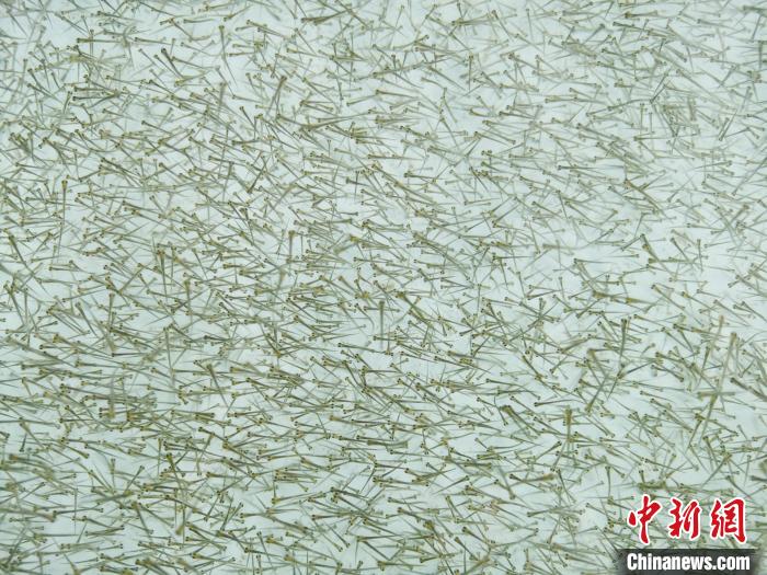 圖為密集培育的魚苗。　張?zhí)砀?攝