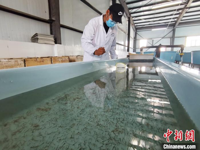 圖為工作人員檢查魚苗?！?zhí)砀?攝