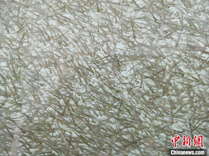 圖為密集分布的魚苗。　張?zhí)砀?攝