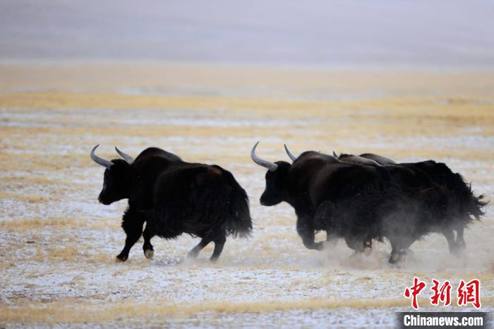 牦牛如何適應低氧環(huán)境？中科院團隊發(fā)現(xiàn)牦牛特有肺內(nèi)皮細胞起作用