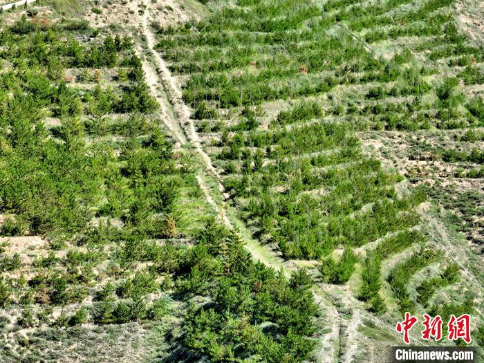 航拍建行青海省分行綠化區(qū)。　祁增蓓 攝