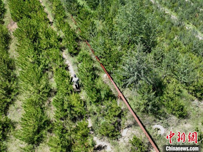 航拍建行青海省分行綠化區(qū)施工隊(duì)隊(duì)長(zhǎng)盧占祥正在巡護(hù)綠化區(qū)?！∑钤鲚?攝