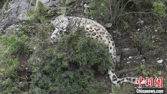 圖為雪豹向牧民攝影師方向張望。(資料圖) 公尕日 攝
