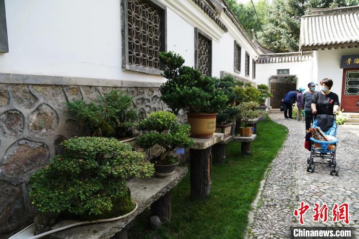 圖為市民在西寧園林植物園內觀賞盆景。　馬銘言 攝
