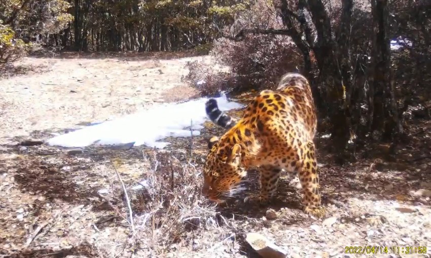 金錢(qián)豹。涼山州委宣傳部供圖