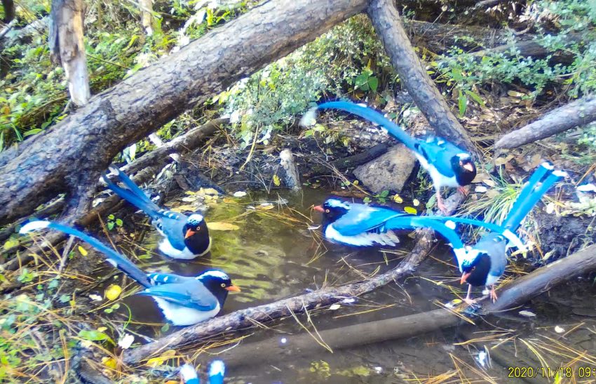 紅嘴藍(lán)鵲。涼山州委宣傳部供圖