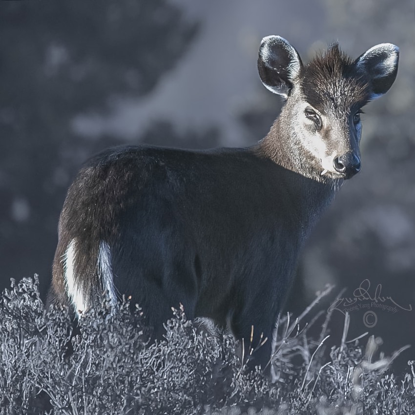 毛冠鹿。涼山州委宣傳部供圖