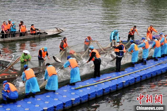 捕撈現(xiàn)場?！≈鬓k方供圖