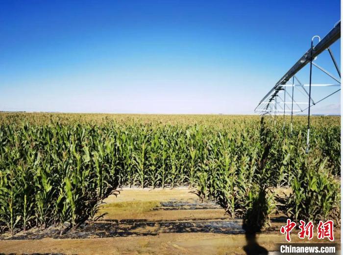 青?！凹Z改飼”項(xiàng)目收儲(chǔ)飼草44萬余噸