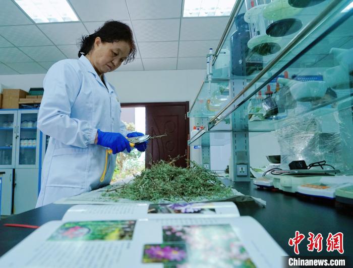 圖為張錦梅在實驗室工作?！●R銘言 攝