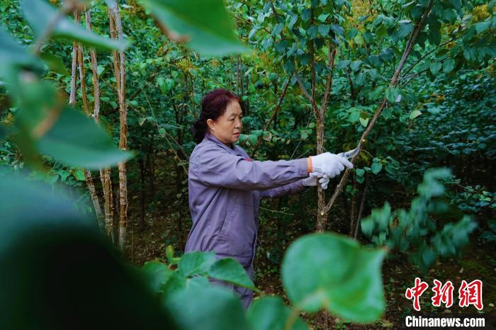 圖為張錦梅修剪丁香枝干?！●R銘言 攝