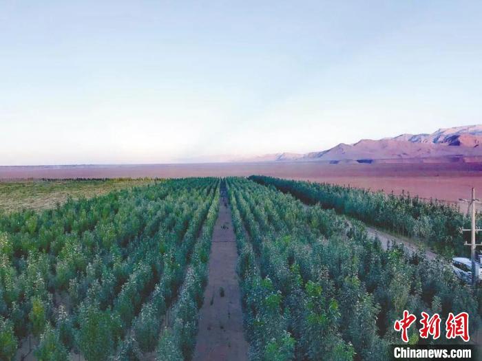 圖為格爾木境內(nèi)種植的綠樹。　格爾木融媒體中心供圖