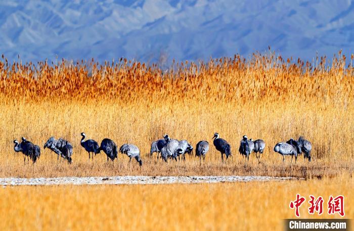 圖為可魯克湖野生水鳥覓食?！〉铝罟形麄鞑抗﹫D