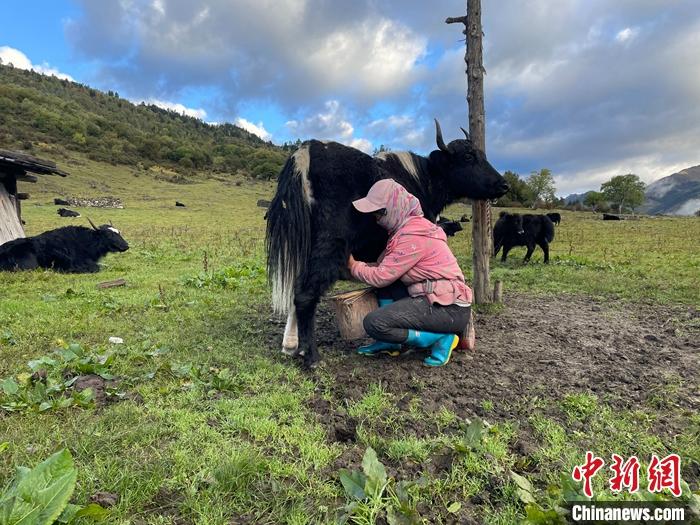圖為9月27日早晨牧民擠牦牛奶。 <a target='_blank' href='/'><p  align=