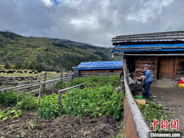 圖為9月27日牧民的牧屋和菜園子。 <a target='_blank' href='/'><p  align=