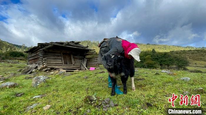 圖為9月27日牧民給小牦牛按摩。 <a target='_blank' href='/'><p  align=