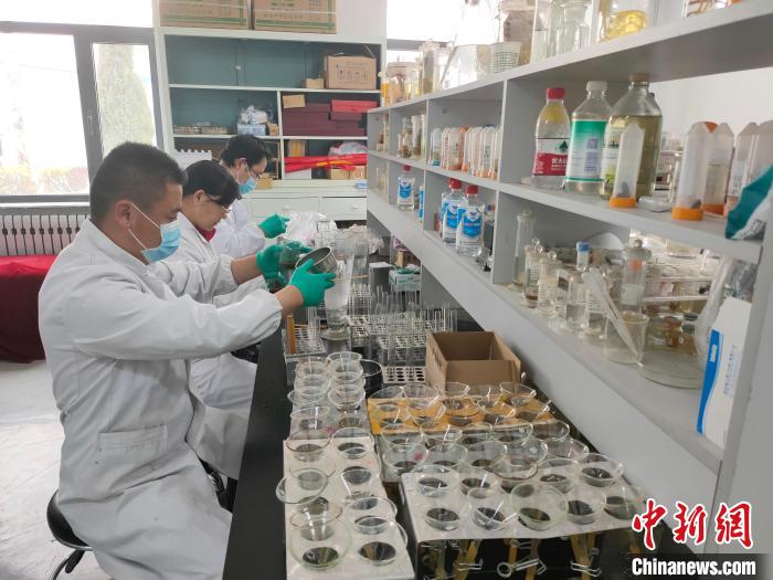 資料圖為研究團(tuán)隊(duì)進(jìn)行樣本檢查?！?青海省畜牧獸醫(yī)科學(xué)院供圖