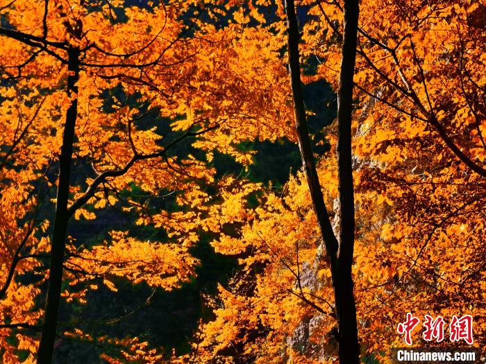 秋意濃?！≈炱桨?攝