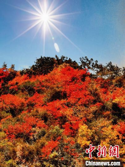萬源市紅葉似火。　朱平安 攝
