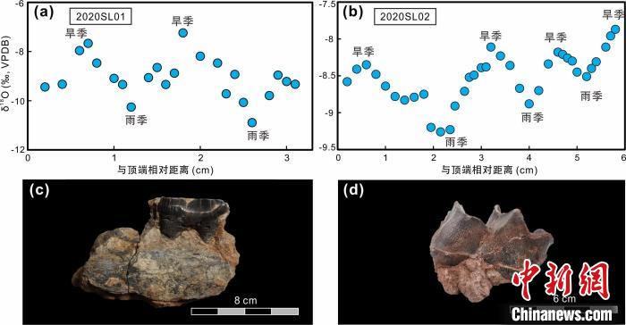 本次研究中的犀牛牙齒化石及氧同位素特征?！≈锌圃呵嗖馗咴?供圖