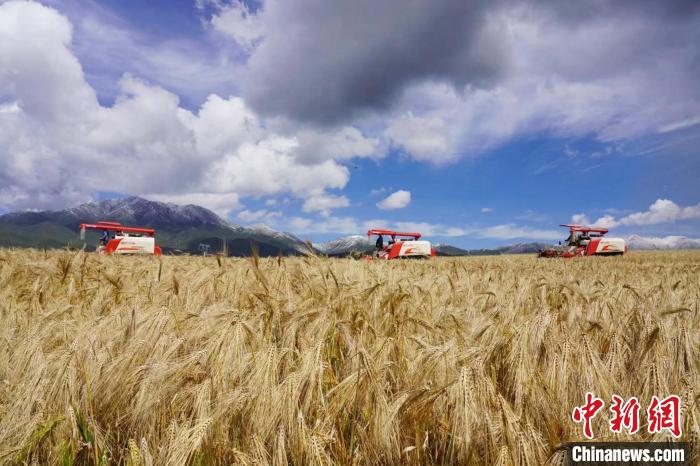 圖為青稞收獲?！±钣穹?攝