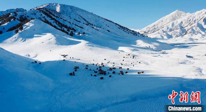 圖為牦牛群在雪地里覓食。　都蘭縣融媒體中心供圖