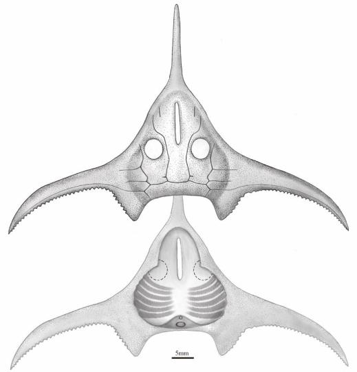 玉海翼角魚復(fù)原圖?！」ぢ?繪圖 攝