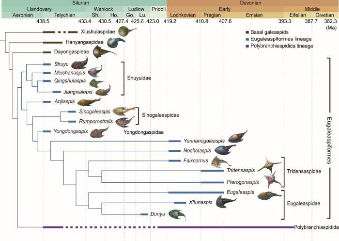 盔甲魚類的系統(tǒng)發(fā)育關(guān)系及地史分布?！≈锌圃汗偶棺邓?供圖