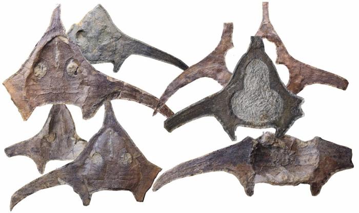 玉海翼角魚化石照片?！∩w志琨 攝