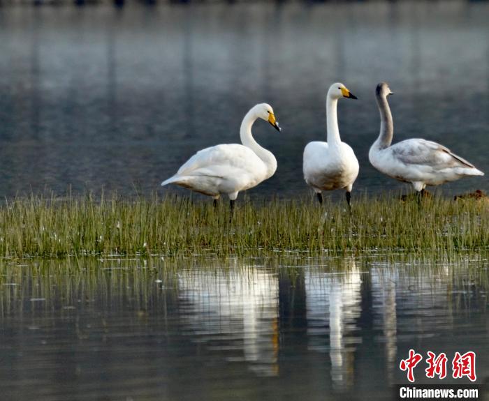 圖為三只大天鵝。　李玉峰 攝