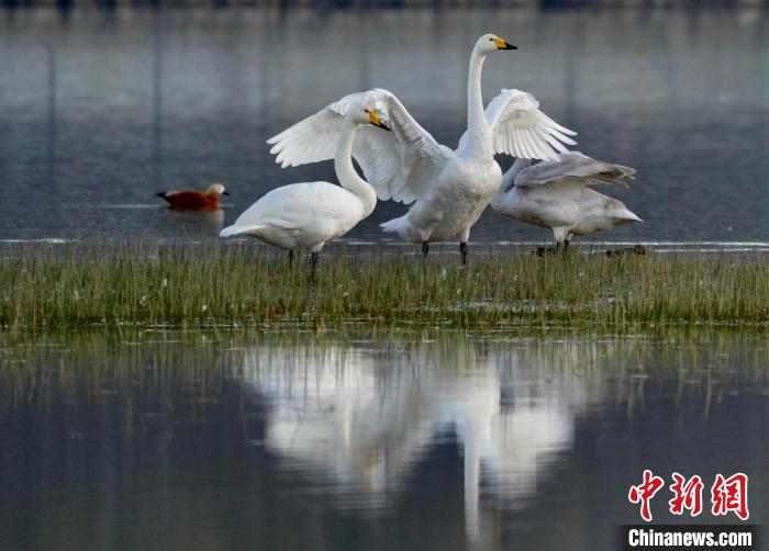 圖為三只大天鵝在黃河灘地嬉戲?！±钣穹?攝
