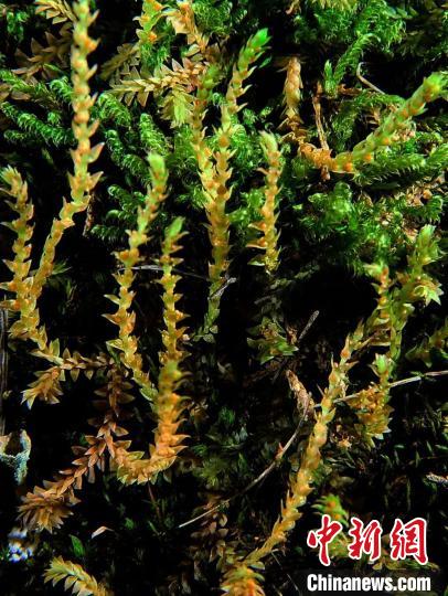 圖為九龍卷柏?！∏嗪Ｉ剿匀毁Y源調(diào)查規(guī)劃設(shè)計研究院供圖