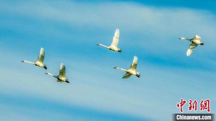 圖為天鵝在空中飛翔?！『螁⒔?攝