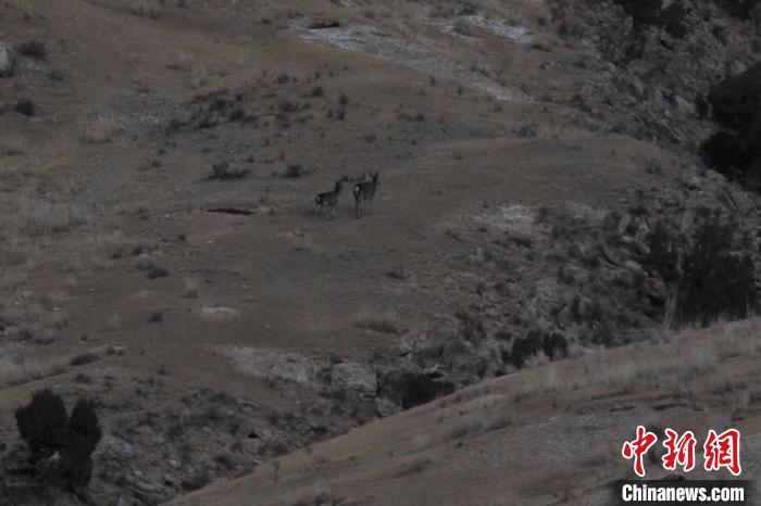 圖為兩只馬鹿在山坡上行走?！〔湃?攝