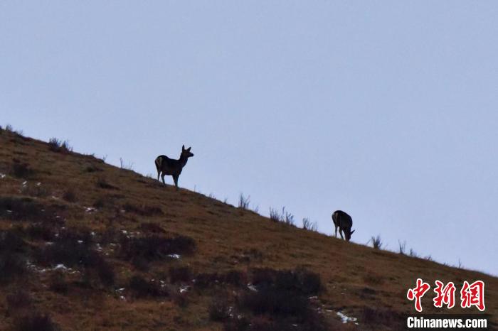 圖為馬鹿在山坡上覓食?！〔湃?攝