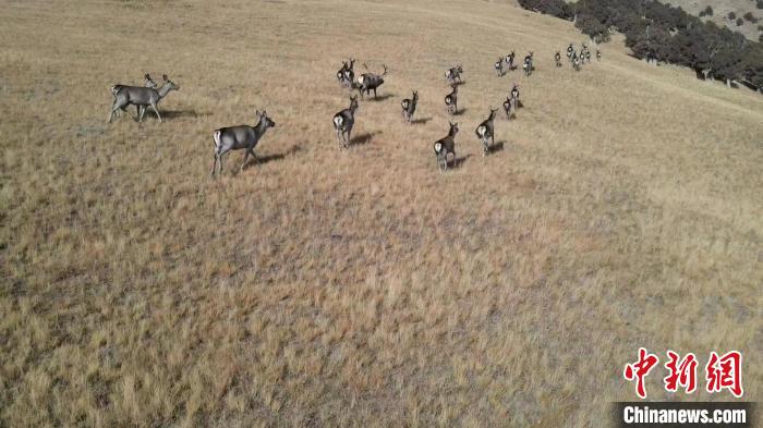 圖為馬鹿群在草地中漫步?！〔湃?攝