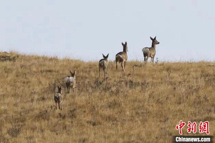 圖為狍鹿在山間漫步?！〔彭?xiàng)南加 攝