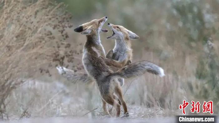 圖為同海元的作品《第一回合》。　青海省祁連山自然保護協(xié)會供圖