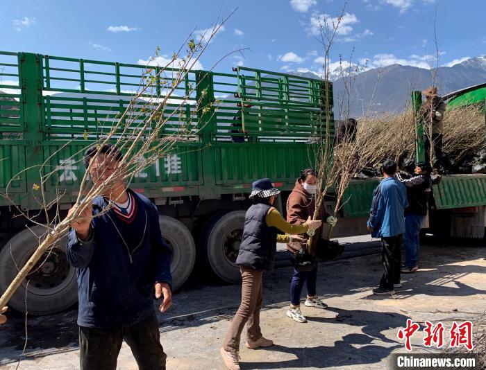 民眾搬運苗木。　昌都市芒康縣委宣傳部供圖