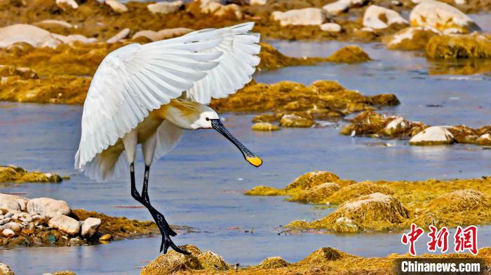 圖為白琵鷺?！黎?攝