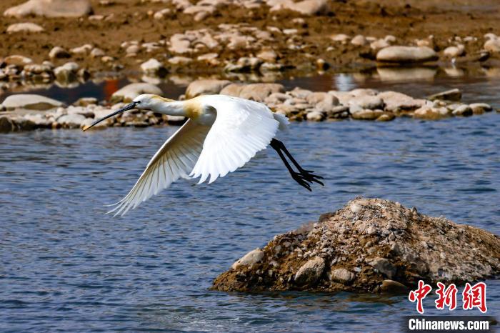 圖為準備飛翔的白琵鷺?！黎?攝