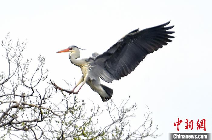 蒼鷺在覓食嬉戲?！“苍?攝