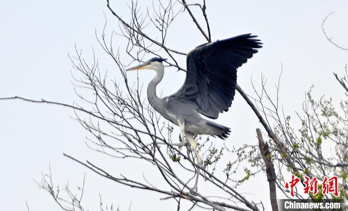 蒼鷺在覓食嬉戲?！“苍?攝