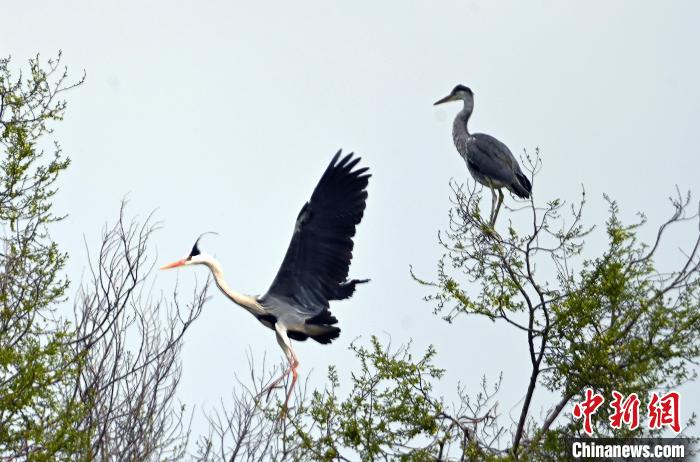 蒼鷺在覓食嬉戲。　安源 攝