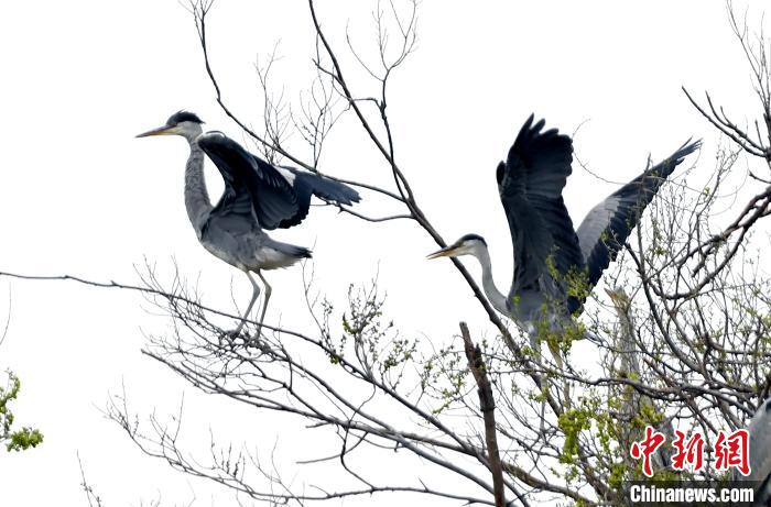 蒼鷺在覓食嬉戲?！“苍?攝