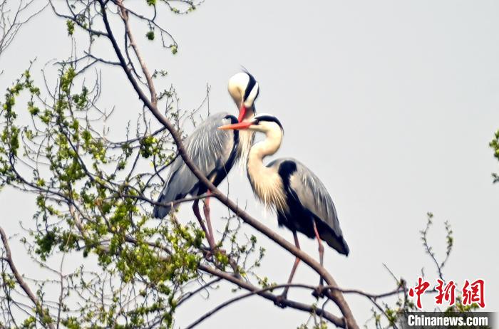 蒼鷺在覓食嬉戲。　安源 攝