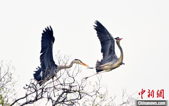 蒼鷺在覓食嬉戲。　安源 攝